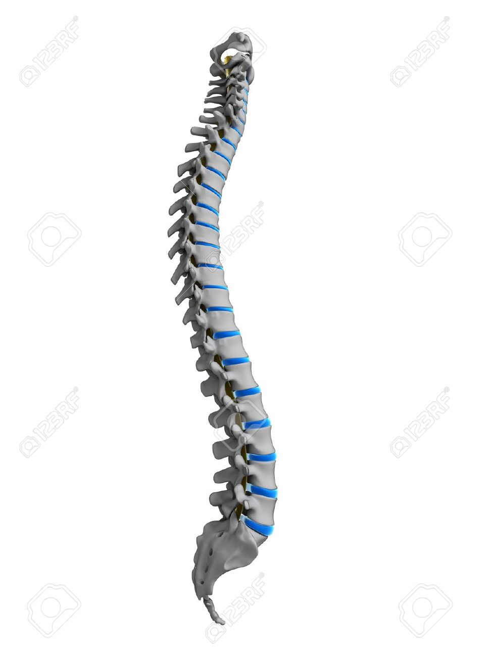 18070292 3d rendered illustration human spine Stock Illustration spine spinal column%20(1)